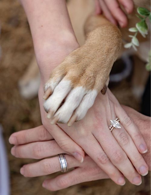 Planning Your Special Day man woman and dog hand on wedding day in st louis